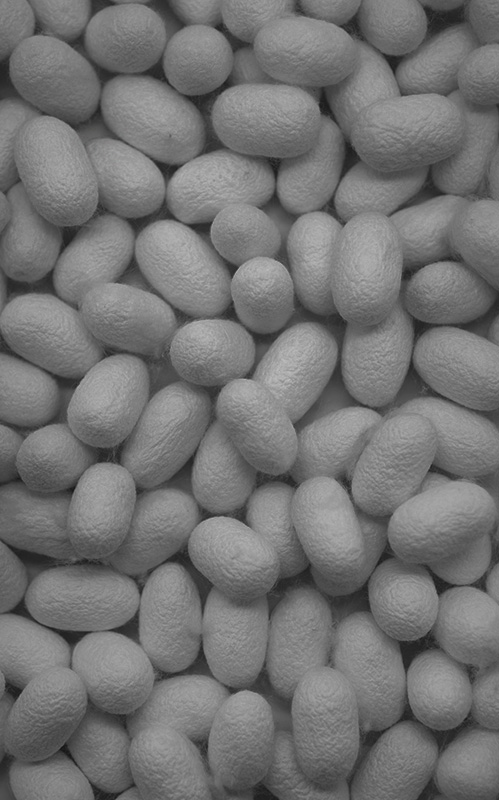 Background of silk cocoons